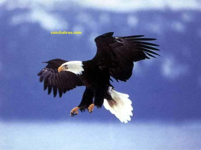 世界上最大的鹰,菲律宾鹰