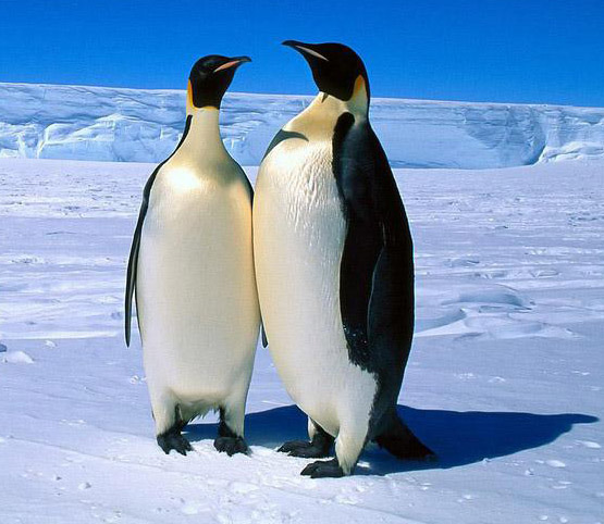 最耐寒的鸟类—企鹅