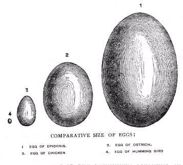 最大的卵蛋—象鸟蛋