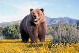 最大的食肉动物|棕熊