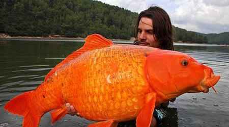 世界上最大的金鱼