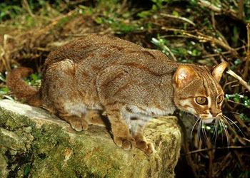 最小的猫科动物,锈斑猫