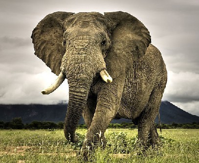 最长的妊姐期, 亚洲象