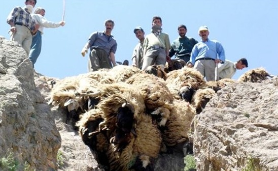 愤怒的绵羊_土耳其一村庄1500只绵羊集体跳崖自杀