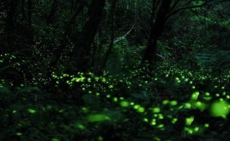 萤火虫为什么会发光