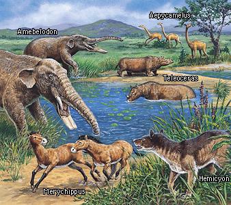 热带雨林哺乳动物