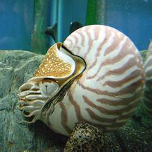 鹦鹉螺,鹦鹉螺化石