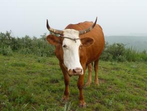 为什么说牛是素食主义者呢