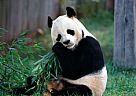 熊猫为什么会有黑眼圈？
