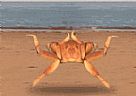 为什么螃蟹走路横着走？