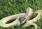 胆小的蛇是猪鼻蛇