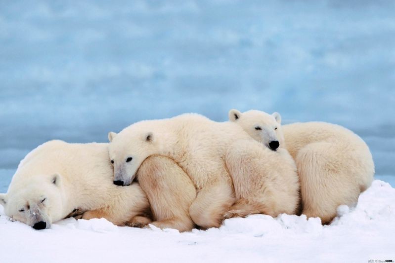 冬眠动物图片 白熊