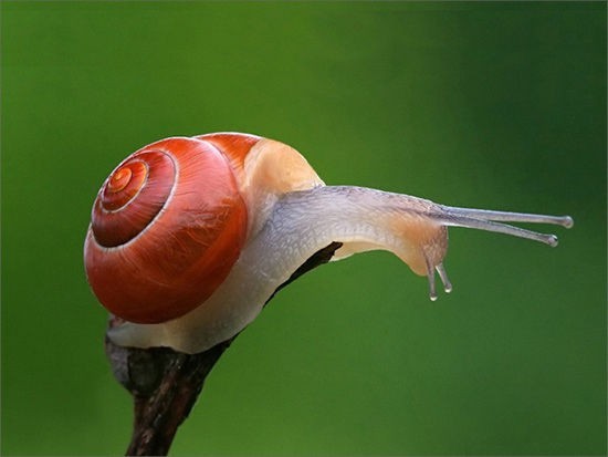 冬眠动物图片 蜗牛
