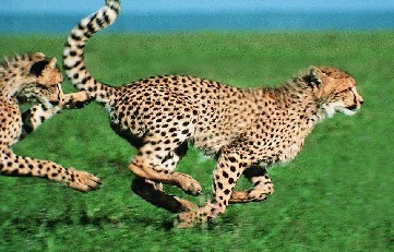 奔跑速度最快的动物|短跑冠军猎豹