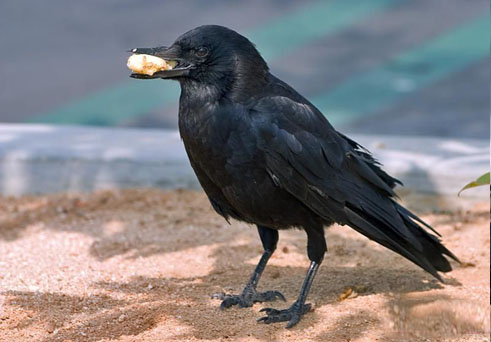 鸟类中的智者|乌鸦