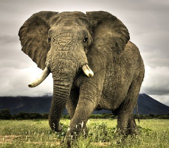最大的陆地动物_大象