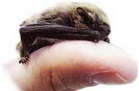 最小的哺乳动物是猪鼻蝙蝠