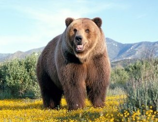 最大的食肉动物是科迪亚克棕熊
