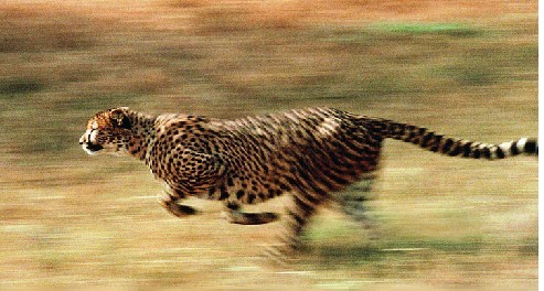 最快的陆地动物