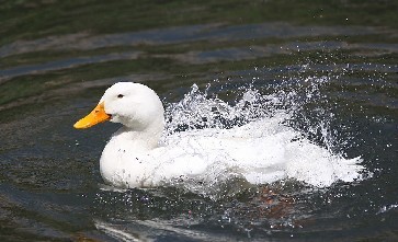 鸭子冬天在水里为什么不怕冷?