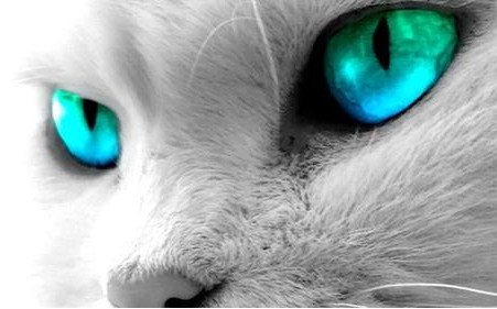 为什么猫的眼睛会一日三变?