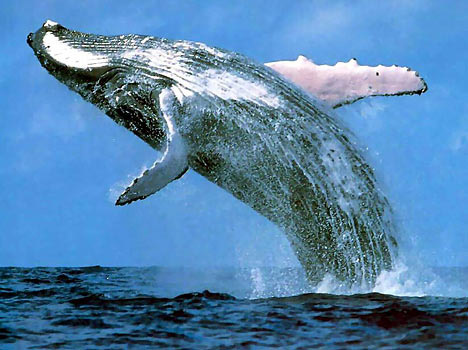 鲸—水下工兵
