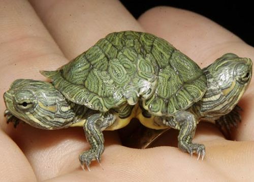 世界上最小的乌龟