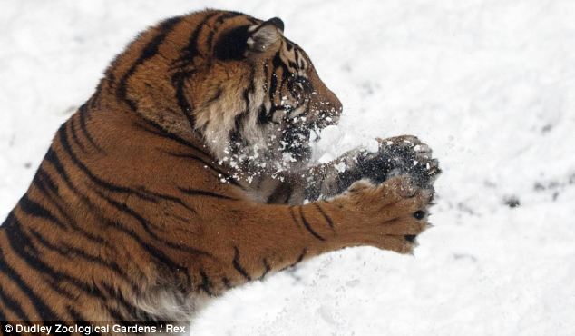 母老虎生平第一次破处玩雪仗