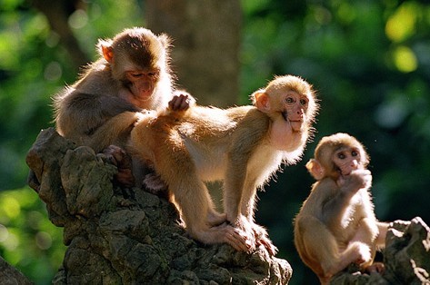 动物世界猴子