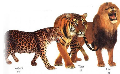 猫科动物-狮、虎、美洲虎、豹